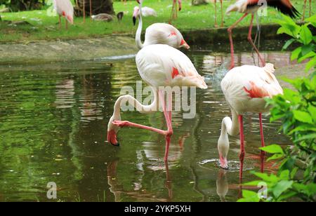 Flamboyance der großen Flamingos, die sich im Teich entspannen Stockfoto