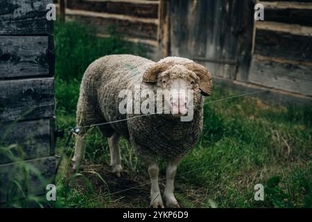 Die Stifte in einer alten Holzscheune fangen. Hochwertige Fotos Stockfoto