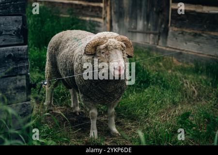 Die Stifte in einer alten Holzscheune fangen. Hochwertige Fotos Stockfoto