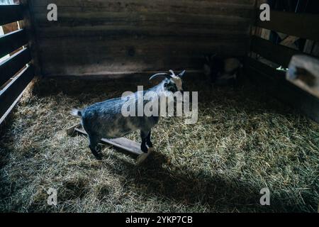 Die Stifte in einer alten Holzscheune fangen. Hochwertige Fotos Stockfoto