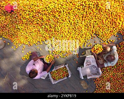 Bogura, Rajshahi, Bangladesch. November 2024. In Bogura, Bangladesch, sind die Arbeiter von Haufen von leuchtenden roten Tomaten umgeben, die die Produkte sorgfältig sortieren und für den Vertrieb verpackten. Bauern aus den umliegenden Dörfern kommen mit frisch geernteten Tomaten an, die gewaschen und auf dem geschäftigen Wintergroßmarkt zum Verkauf angeboten werden. Saftige rote Tomaten Reifen unter der Sonne von Bangladesch, während die Arbeiter die besten Früchte zum Verkauf aussuchen. Anschließend werden die Tomaten landesweit transportiert und oft zu Ketchup und Tomatenpaste verarbeitet. Die Arbeiter verpacken die Früchte sorgfältig in Kisten, wobei jede 25 kg schwere Charge einzeln verkauft wird Stockfoto