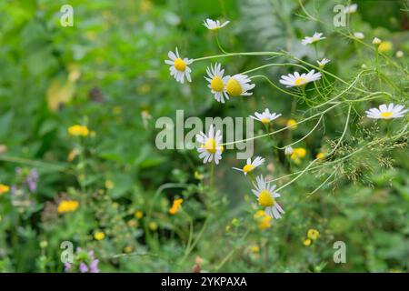 Blumen der Apotheke Kamille wächst im Garten. Ländlicher Garten. Heller Blumenhintergrund. Blühende Blumen. Stockfoto