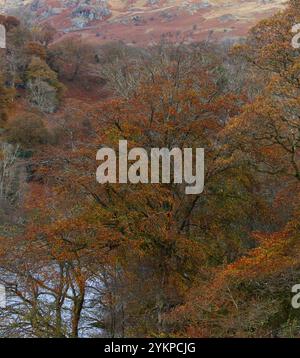 Herbstliche Farben verblassen über Rydal Water im English Lake District National Park. Stockfoto