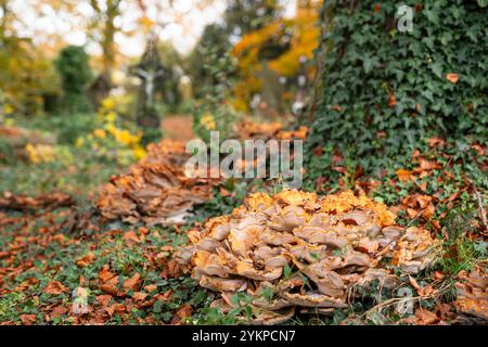 Pilze in der alten Friedhofsstadt Hasselt in Belgien Stockfoto