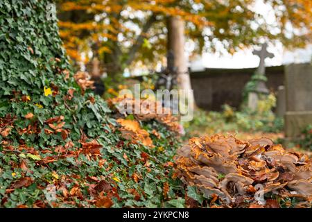 Pilze in der alten Friedhofsstadt Hasselt in Belgien Stockfoto