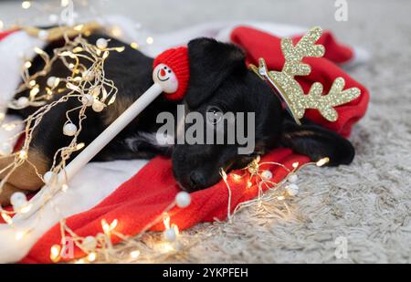 Niedliches, süßes, dunkelbraunes Hündchen in einem roten Weihnachtspullover schläft auf einem hellen Teppich Stockfoto