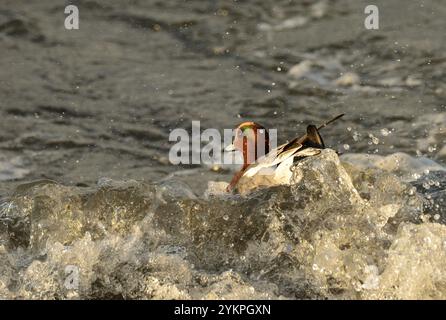 Widgeon in stürmischen Meeren Stockfoto