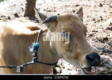 Kühe oder Ochsen gehören zur Familie Bovidae und zur Unterfamilie Bovinae. Kühe werden hauptsächlich für die Verwendung von Milch und Fleisch als menschliche Nahrung gehalten. Kuh Stockfoto