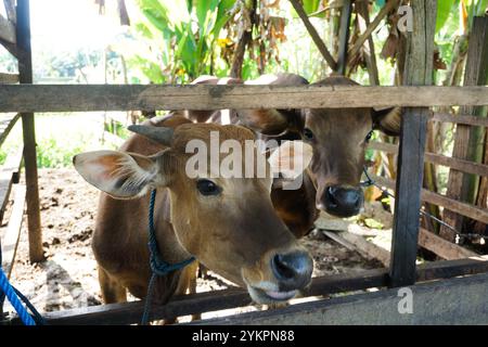 Kühe oder Ochsen gehören zur Familie Bovidae und zur Unterfamilie Bovinae. Kühe werden hauptsächlich für die Verwendung von Milch und Fleisch als menschliche Nahrung gehalten. Kuh Stockfoto