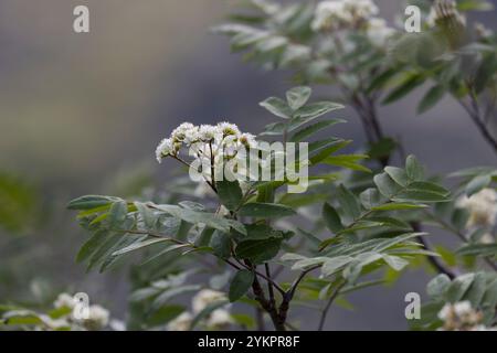 Vogelbeere, Eberesche, Blüten, Blüte, blühend, Vogel-Beere, Vogelbeerbaum, Sorbus aucuparia, Pyrus aucuparia, rowan, Bergasche, Blüte, Blüten, Stockfoto