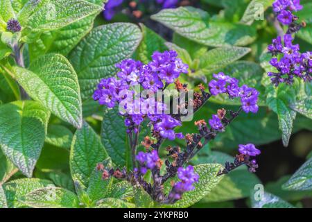 Schöne lila Blüten von Heliotropium arborescens. Das Garten-Heliotrope. Kirschkuchen, gewöhnliches Heliotrop. Eine Art blühender Pflanze. Stockfoto