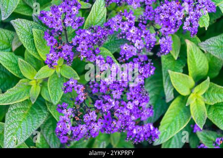 Schöne lila Blüten von Heliotropium arborescens. Das Garten-Heliotrope. Kirschkuchen, gewöhnliches Heliotrop. Eine Art blühender Pflanze. Stockfoto