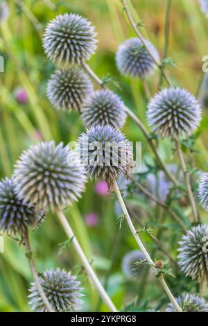 Blüten von Echinops sphaerocephalus. Drüsendistel, große Glockendistel, blasse Glockendistel. Eine Drüsenpflanze mit Wollstaub. Stockfoto