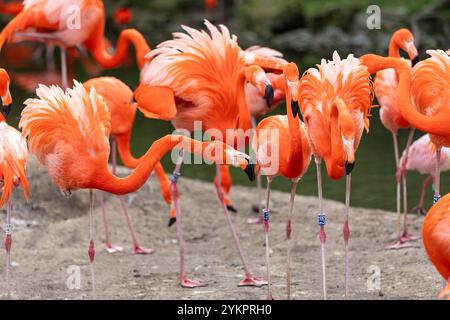 Eine Gruppe eleganter Flamingos im Dresdner Zoo steht ruhig im Wasser. Die rosa-weißen Vögel bilden einen harmonischen Kontrast zu den grünen Pflanzen und dem klaren Wasser. Ihr langer Hals und die charakteristischen Beine ragen majestätisches Reich. Einige Flamingos scheinen sich zu putzen, während andere entspannt in der Sonne stehen. Das Bild fängt die ruhige Atmosphäre und die anmutige Schönheit dieser faszinierenden Vögel ein. *** Eine Gruppe eleganter Flamingos im Dresdner Zoo steht ruhig im Wasser die rosa und weißen Vögel bilden einen harmonischen Kontrast zu den grünen Pflanzen und dem klaren Wasser Stockfoto