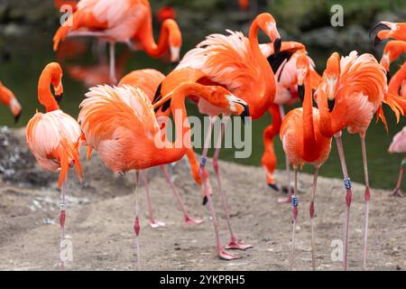 Eine Gruppe eleganter Flamingos im Dresdner Zoo steht ruhig im Wasser. Die rosa-weißen Vögel bilden einen harmonischen Kontrast zu den grünen Pflanzen und dem klaren Wasser. Ihr langer Hals und die charakteristischen Beine ragen majestätisches Reich. Einige Flamingos scheinen sich zu putzen, während andere entspannt in der Sonne stehen. Das Bild fängt die ruhige Atmosphäre und die anmutige Schönheit dieser faszinierenden Vögel ein. *** Eine Gruppe eleganter Flamingos im Dresdner Zoo steht ruhig im Wasser die rosa und weißen Vögel bilden einen harmonischen Kontrast zu den grünen Pflanzen und dem klaren Wasser Stockfoto