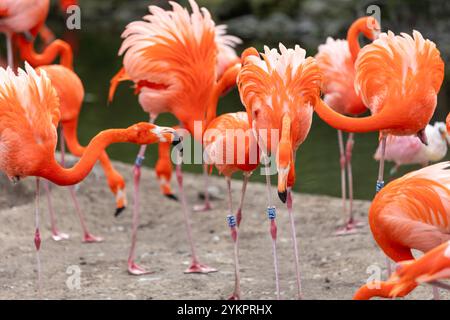 Eine Gruppe eleganter Flamingos im Dresdner Zoo steht ruhig im Wasser. Die rosa-weißen Vögel bilden einen harmonischen Kontrast zu den grünen Pflanzen und dem klaren Wasser. Ihr langer Hals und die charakteristischen Beine ragen majestätisches Reich. Einige Flamingos scheinen sich zu putzen, während andere entspannt in der Sonne stehen. Das Bild fängt die ruhige Atmosphäre und die anmutige Schönheit dieser faszinierenden Vögel ein. *** Eine Gruppe eleganter Flamingos im Dresdner Zoo steht ruhig im Wasser die rosa und weißen Vögel bilden einen harmonischen Kontrast zu den grünen Pflanzen und dem klaren Wasser Stockfoto