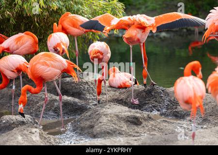 Eine Gruppe eleganter Flamingos im Dresdner Zoo steht ruhig im Wasser. Die rosa-weißen Vögel bilden einen harmonischen Kontrast zu den grünen Pflanzen und dem klaren Wasser. Ihr langer Hals und die charakteristischen Beine ragen majestätisches Reich. Einige Flamingos scheinen sich zu putzen, während andere entspannt in der Sonne stehen. Das Bild fängt die ruhige Atmosphäre und die anmutige Schönheit dieser faszinierenden Vögel ein. *** Eine Gruppe eleganter Flamingos im Dresdner Zoo steht ruhig im Wasser die rosa und weißen Vögel bilden einen harmonischen Kontrast zu den grünen Pflanzen und dem klaren Wasser Stockfoto