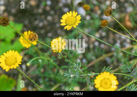 Schöne gelbe Blumen von Cota Tinctoria. Die goldene margarete, gelbe Kamille, Ochsenaugenkamille. dyer's Kamille, Boston Gänseblümchen, Paris Gänseblümchen. Stockfoto