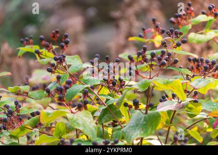 Schwarze Beeren von Hypericum androsaemum. Die gebräuchliche Johanniskraut, Tutsan, süß-bernsteinfarben. Eine blühende Pflanze. Stockfoto