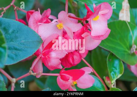 Schöne rosa Blumen von Begonia coccinea, Nahaufnahme. Die scharlachrote Begonie. Eine Pflanzenart aus der Familie Begoniaceae. Stockfoto