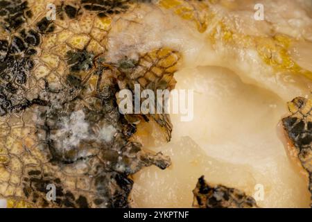 Melone mit schwarzen Flecken von Schimmel und Schimmelnaht, verdorbene Früchte einer Reifen Melone Stockfoto