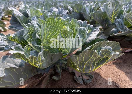 Kohl auf dem Feld, eine große Anzahl von Kohlköpfen auf dem Feld während der Reifezeit Stockfoto