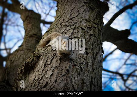 Kleiner Kerl auf einem Baum im Canal Lachine Park, Montréal/Québec/Kanada aufgenommen mit einem Canon 70D Stockfoto