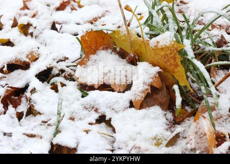 Hamburg, Deutschland. November 2024. Schnee liegt auf Herbstlaub auf einer Wiese. Quelle: Bodo Marks/dpa/Alamy Live News Stockfoto