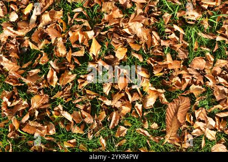 Helles, saftiges Herbstgras, ein Feld aus grünem Gras mit trockenen gelben Blättern unter Sonnenstrahlen. Stockfoto