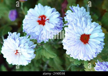 Schöne helle Blumen von flauschigen Chrysanthemen in der Kunstverarbeitung mit verschiedenen Farben und Farben, nicht-Standard Hintergrund. Stockfoto