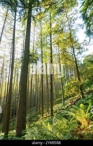 Blick auf die Kiefern im Queen Elizabeth Forest Park auf dem Weg nach Conic Hill, Balmaha, Stirling, Schottland Stockfoto