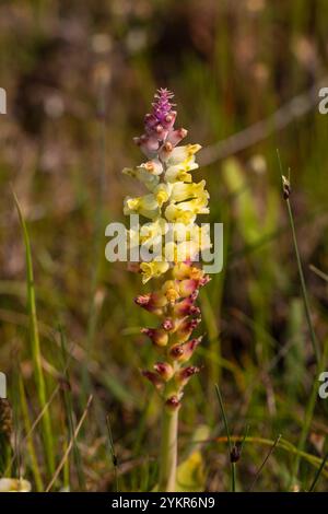 Nahaufnahme eines blühenden Lachenalia sp. In einem natürlichen Lebensraum in der Nähe der Stadt Darling im Westkap von Südafrika Stockfoto