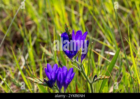 Wildblume Südafrikas: Die wunderschöne blaue Blume von Babiana angustifolia, einem Geophyten, der in der Nähe von Darling im Westkap Südafrikas zu sehen ist Stockfoto