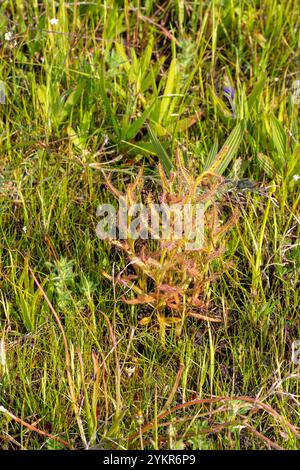 Weiß blühende Drosera cistiflora in Blume, aufgenommen in der Nähe von Darling im Westkap von Südafrika Stockfoto