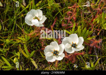 Weiß blühende Drosera cistiflora in Blume, aufgenommen in der Nähe von Darling im Westkap von Südafrika Stockfoto