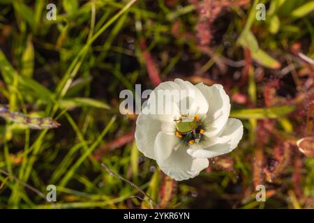 Grüner Affenkäfer in einer weißen Blume der fleischfressenden Pflanze Drosera cistiflora, aufgenommen in der Nähe von Darling im Westkap Südafrikas Stockfoto