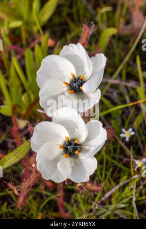 Zwei weiß blühende Drosera cistiflora in Blüte, aufgenommen in der Nähe von Darling im Westkap von Südafrika Stockfoto