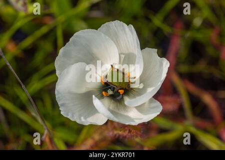 Grüner Affenkäfer in einer weißen Blume der fleischfressenden Pflanze Drosera cistiflora, aufgenommen in der Nähe von Darling im Westkap Südafrikas Stockfoto