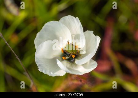 Grüner Affenkäfer in einer weißen Blume der fleischfressenden Pflanze Drosera cistiflora, aufgenommen in der Nähe von Darling im Westkap Südafrikas Stockfoto