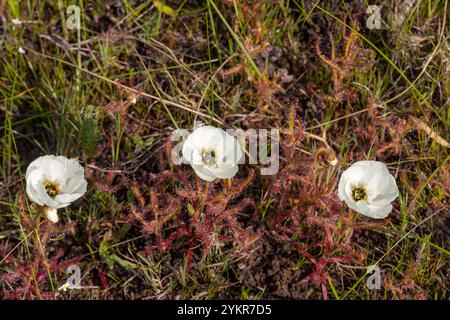 Weiß blühende Drosera cistiflora in Blume, aufgenommen in der Nähe von Darling im Westkap von Südafrika Stockfoto