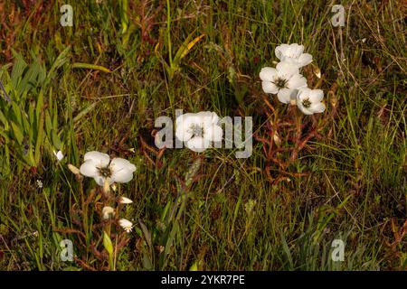 Weiß blühende Drosera cistiflora in Blume, aufgenommen in der Nähe von Darling im Westkap von Südafrika Stockfoto