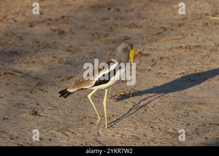 Weißkrone Lapwing oder Weißkopf-Plover - Vanellus albiceps Stockfoto