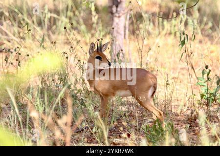 Steenbok oder Steinbok männlich - Raphicerus campestris Stockfoto