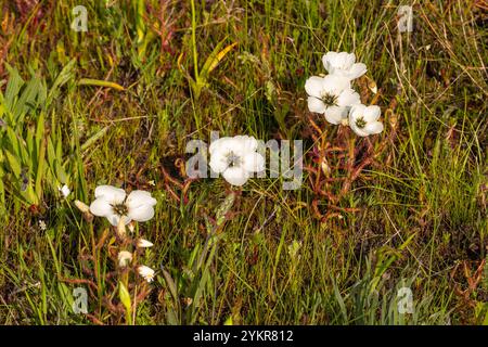 Weiß blühende Drosera cistiflora in Blume, aufgenommen in der Nähe von Darling im Westkap von Südafrika Stockfoto