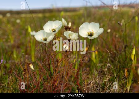 Weiß blühende Drosera cistiflora in Blume, aufgenommen in der Nähe von Darling im Westkap von Südafrika Stockfoto