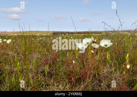 Weiß blühende Drosera cistiflora in Blume, aufgenommen in der Nähe von Darling im Westkap von Südafrika Stockfoto