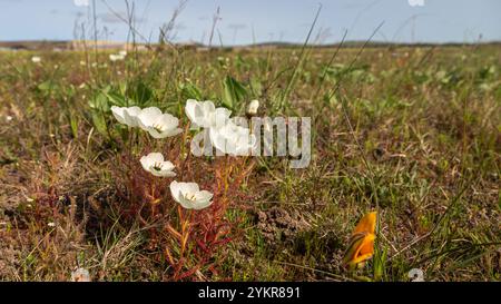 Weiß blühende Drosera cistiflora in Blume, aufgenommen in der Nähe von Darling im Westkap von Südafrika Stockfoto