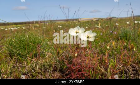 Weiß blühende Drosera cistiflora in Blume, aufgenommen in der Nähe von Darling im Westkap von Südafrika Stockfoto