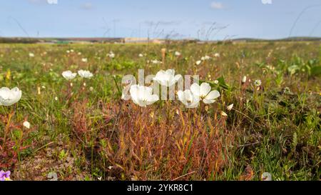 Weiß blühende Drosera cistiflora in Blume, aufgenommen in der Nähe von Darling im Westkap von Südafrika Stockfoto