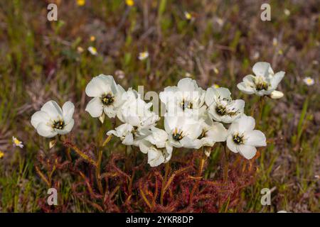 Weiß blühende Drosera cistiflora in Blume, aufgenommen in der Nähe von Darling im Westkap von Südafrika Stockfoto